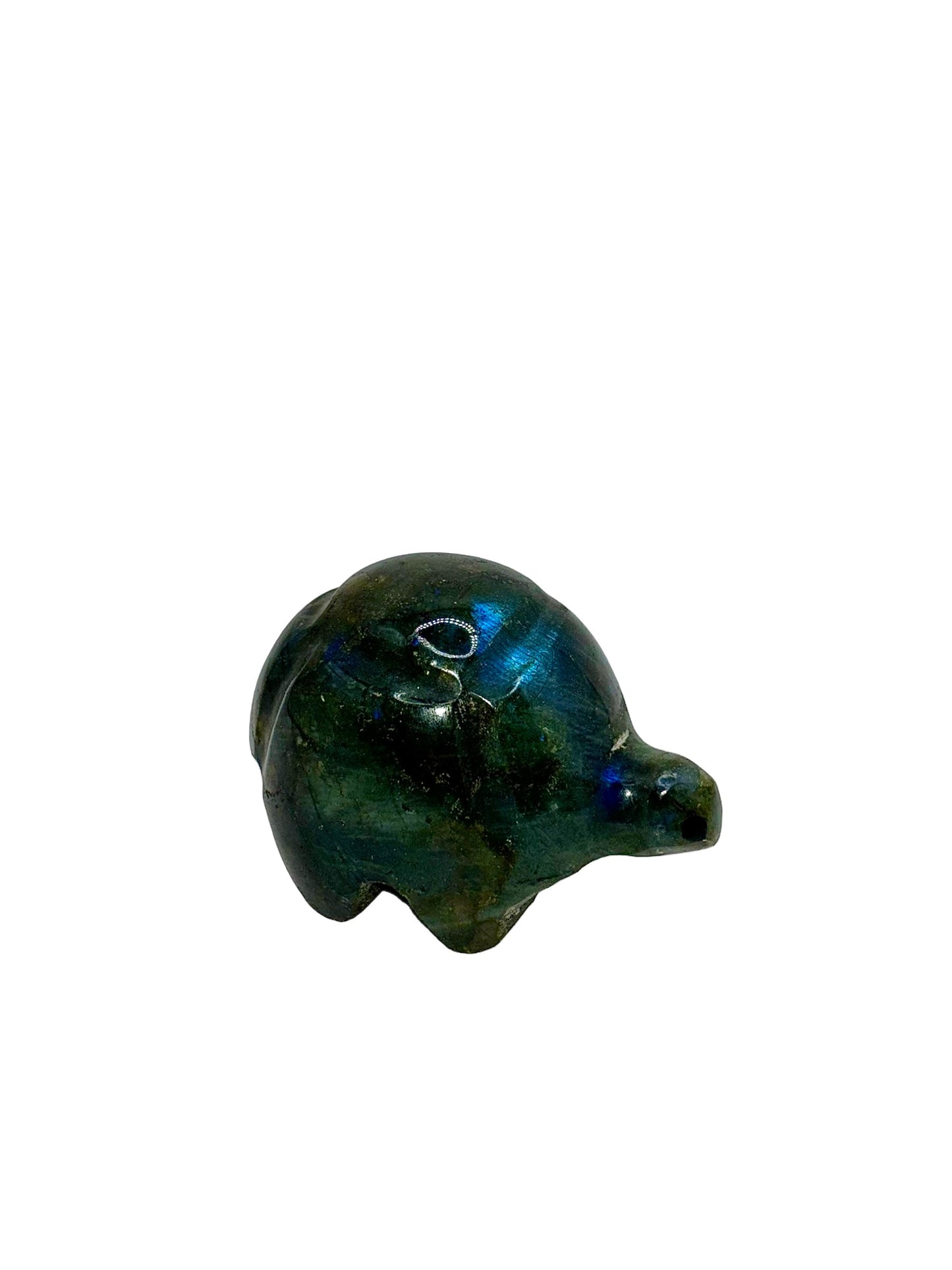 TORTUE LABRADORITE (au kilo)
