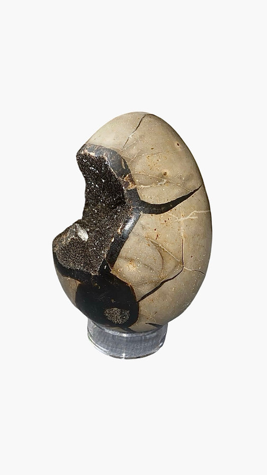 OEUF SEPTARIA 0,80 KG