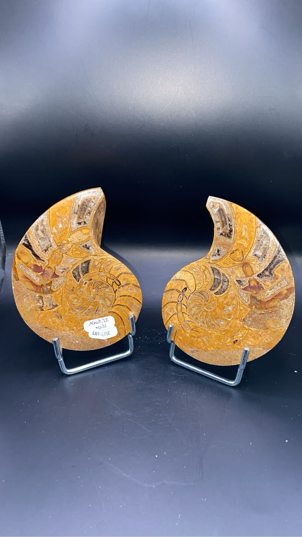 AMMONITE SEMI POLIE (la paire)