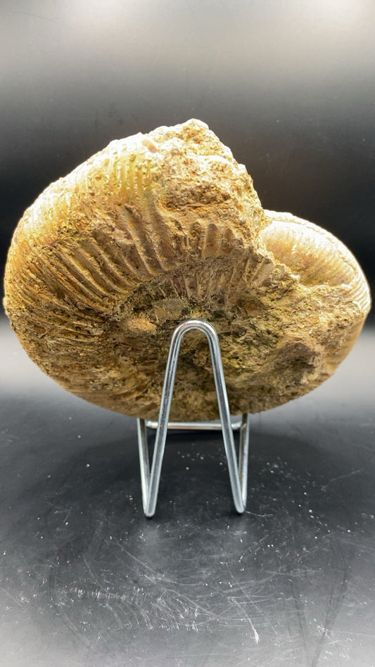AMMONITE BRUT