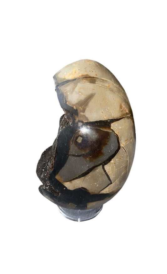 OEUF SEPTARIA 1,20 KG