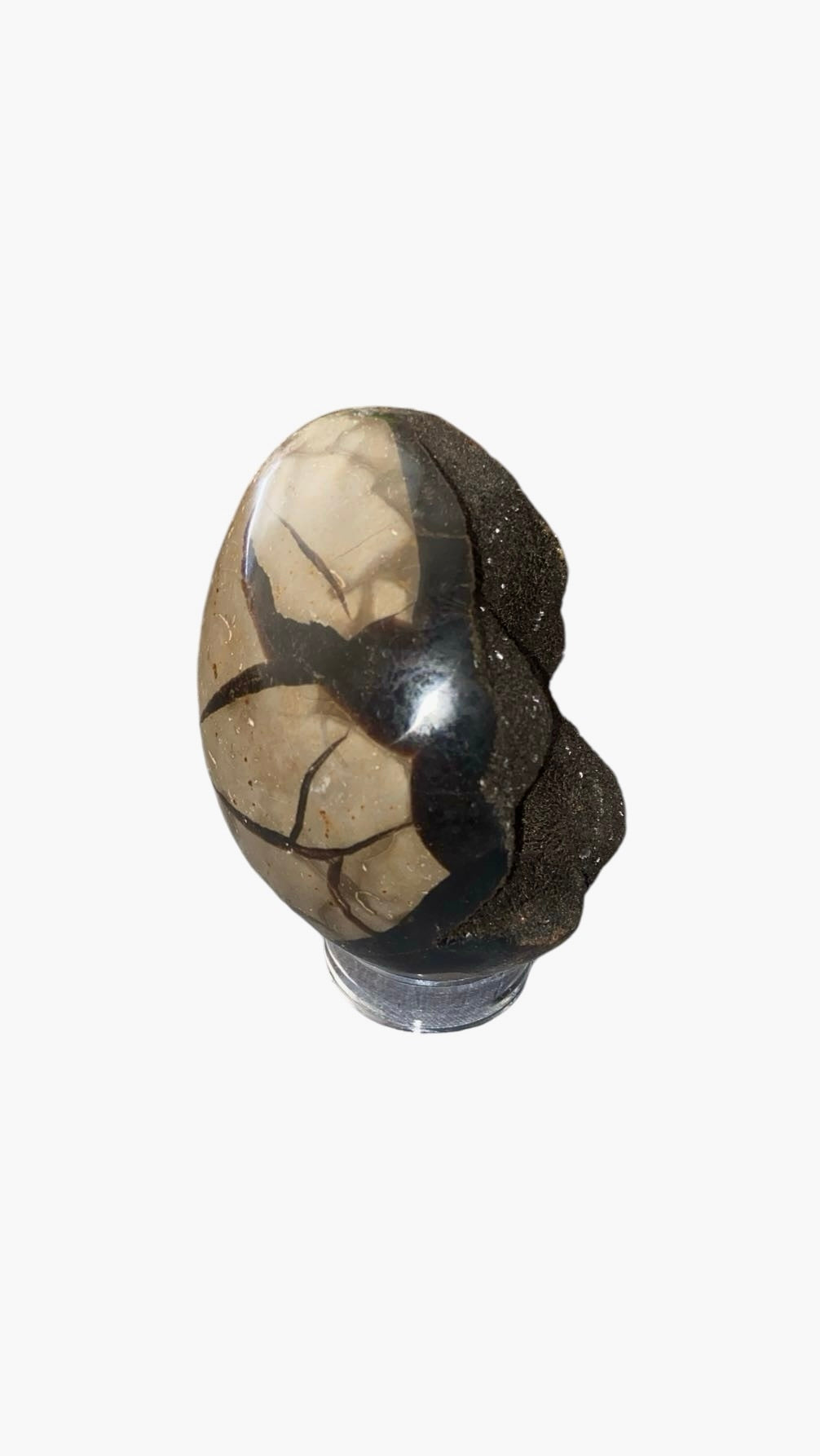 OEUF SEPTARIA 0,80KG
