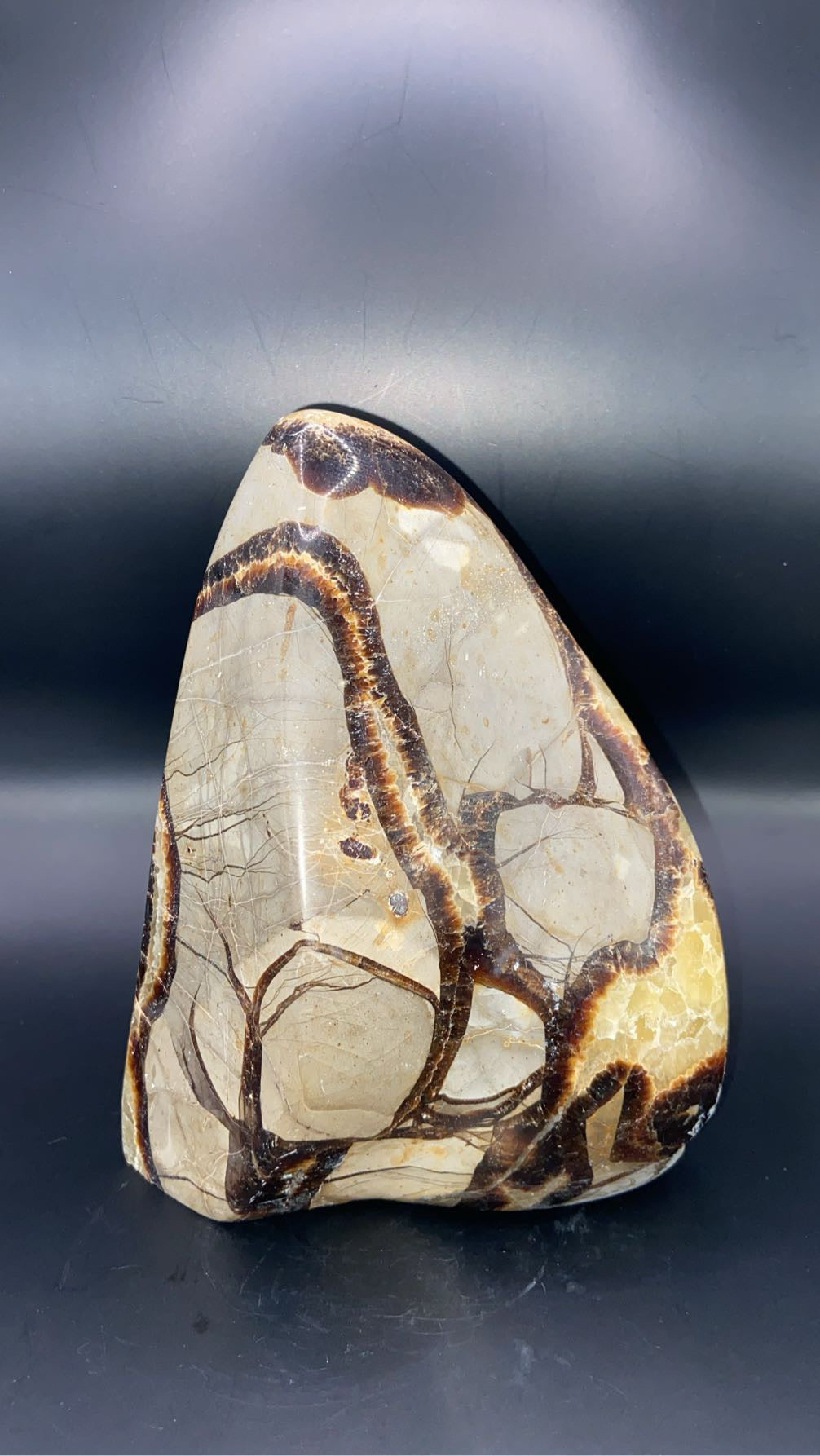 FORME LIBRE SEPTARIA (au kilo)