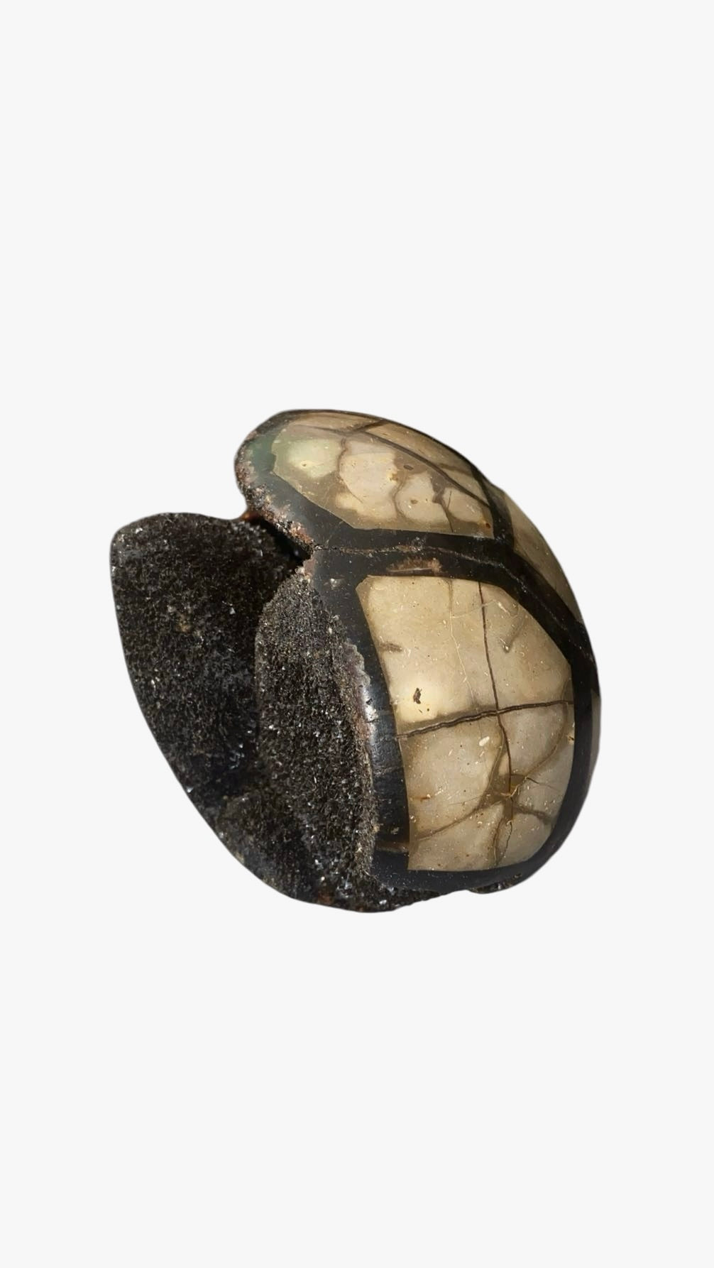 OEUF SEPTARIA 0,80 KG