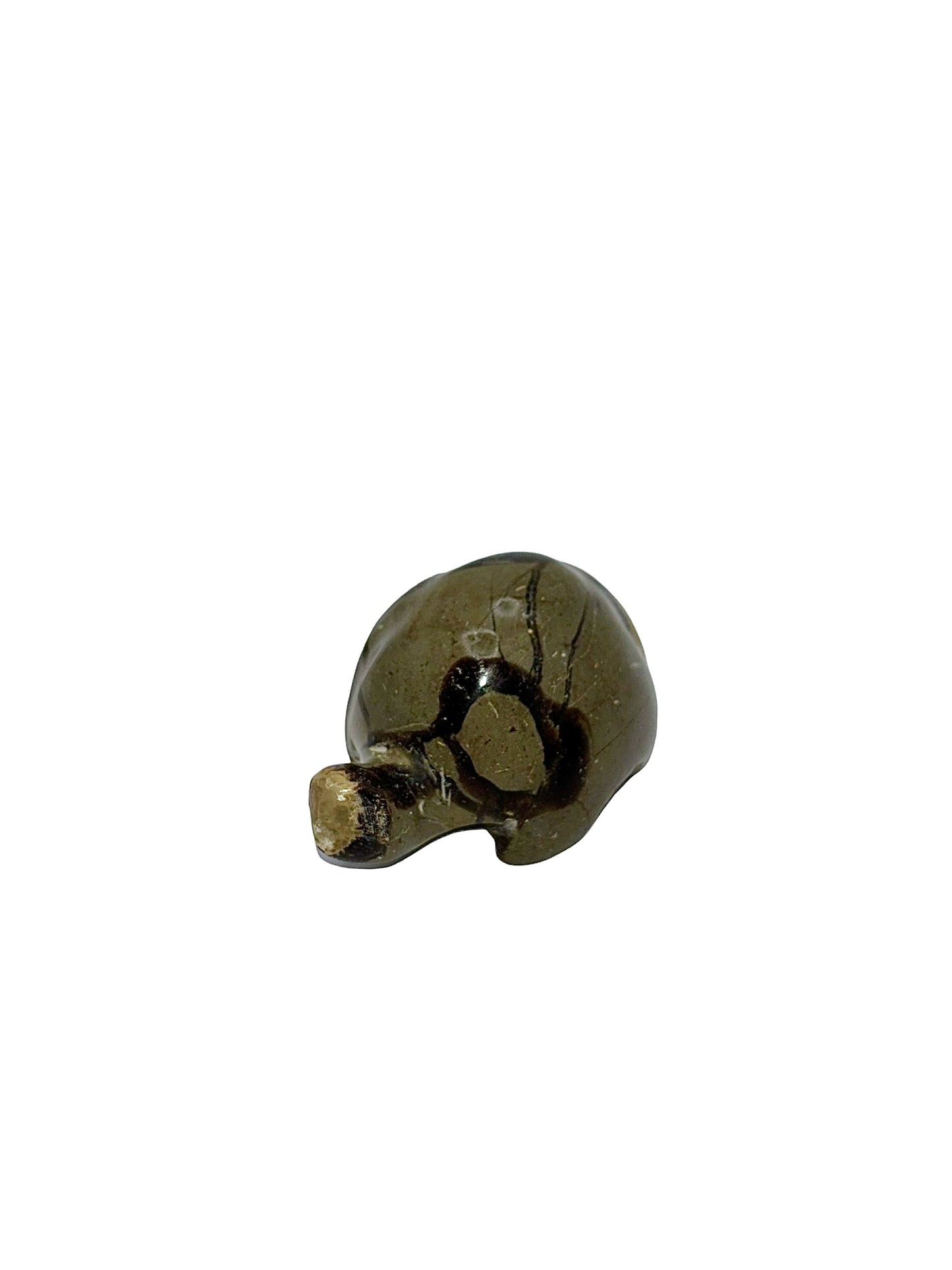 TORTUE SEPTARIA (au kilo)