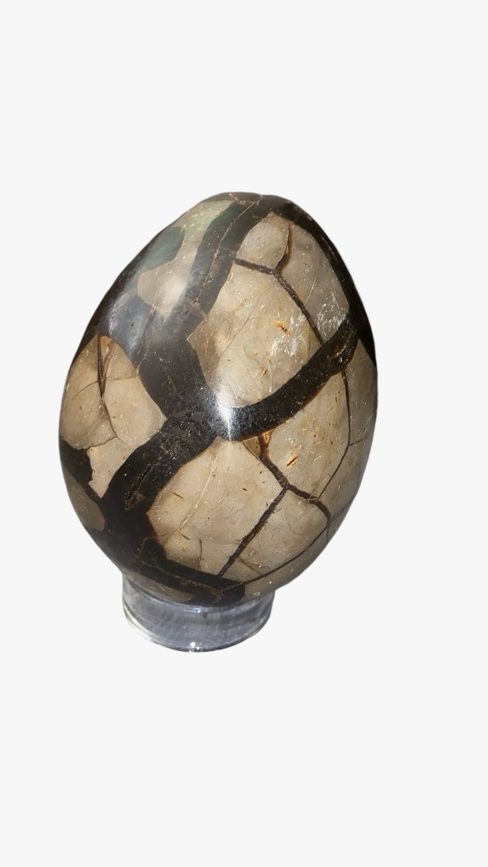 OEUF SEPTARIA 0,80 KG