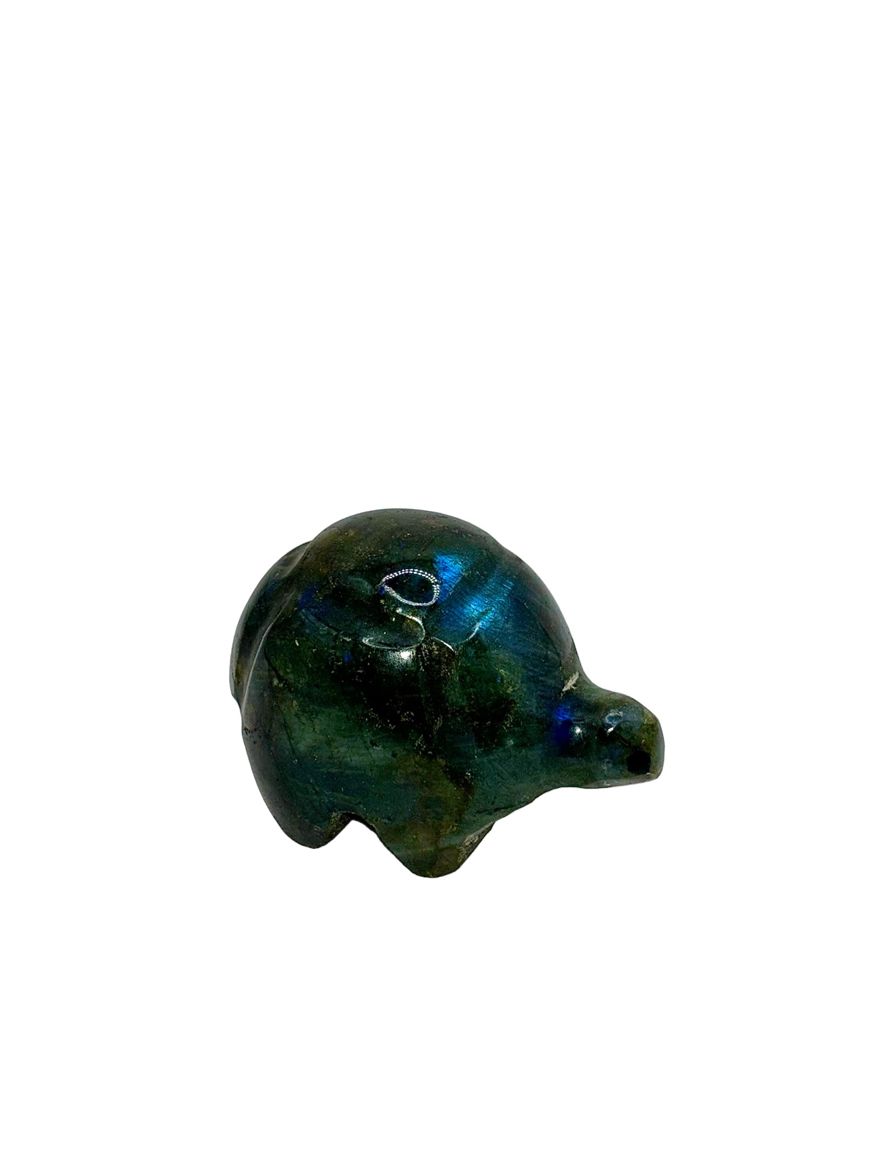 TORTUE LABRADORITE (au kilo)