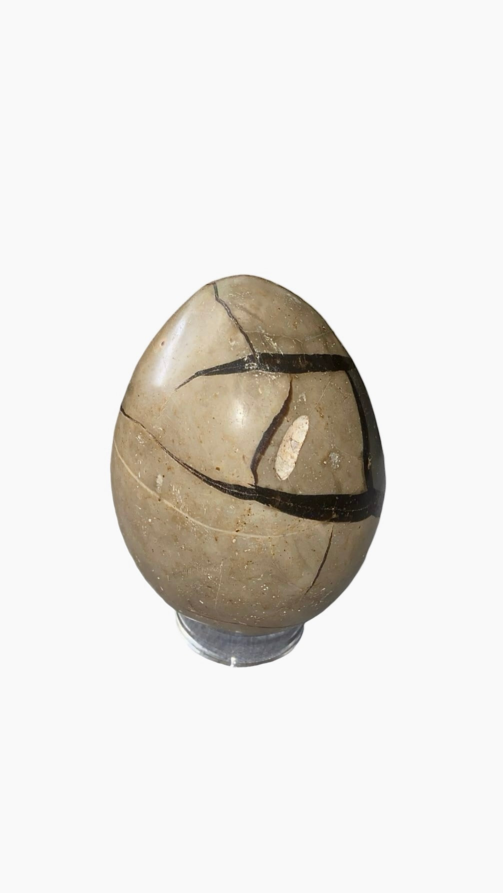 OEUF SEPTARIA 0,80 KG
