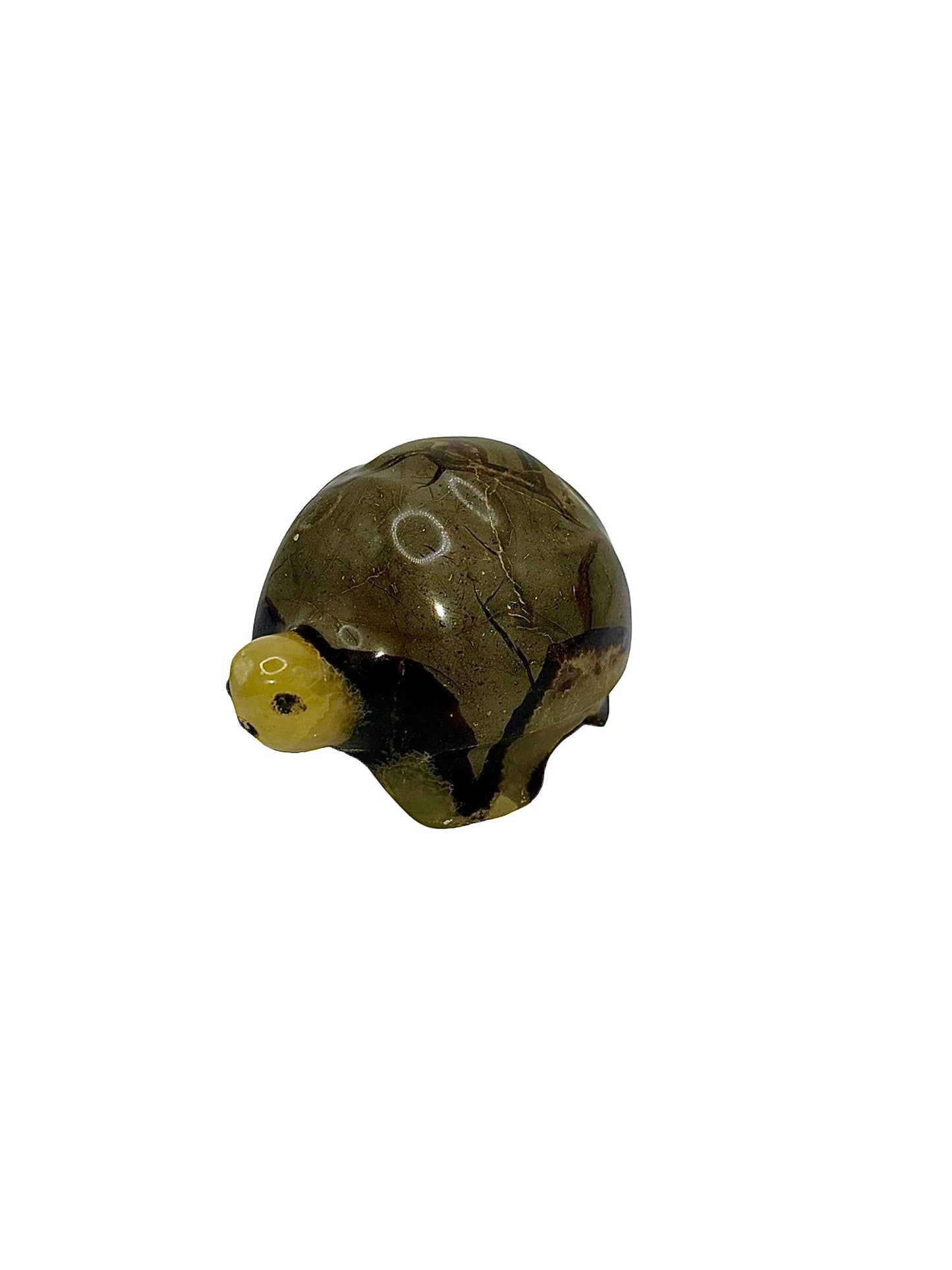 TORTUE SEPTARIA (au kilo)