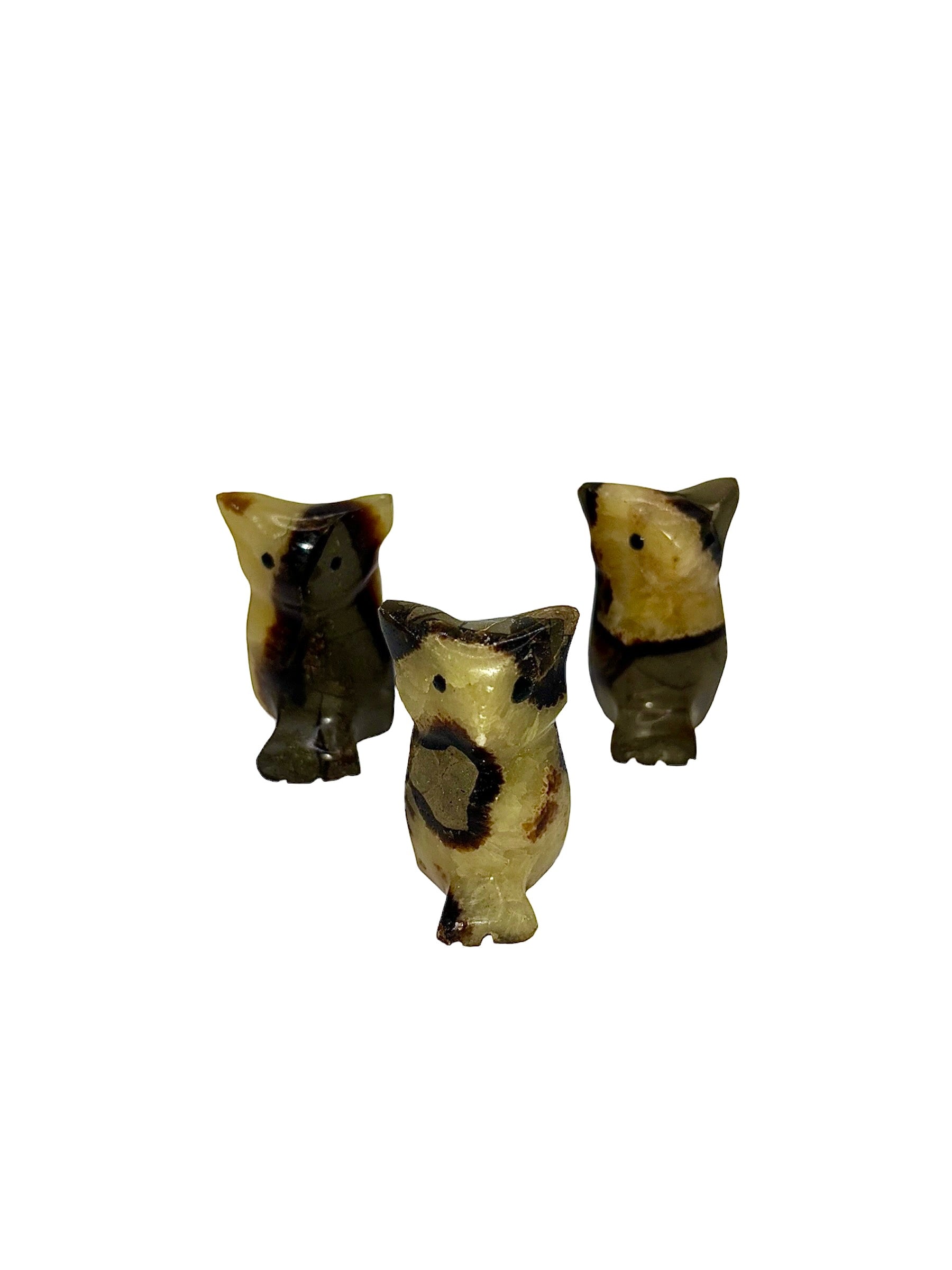 CHOUETTE SEPTARIA (au kilo)