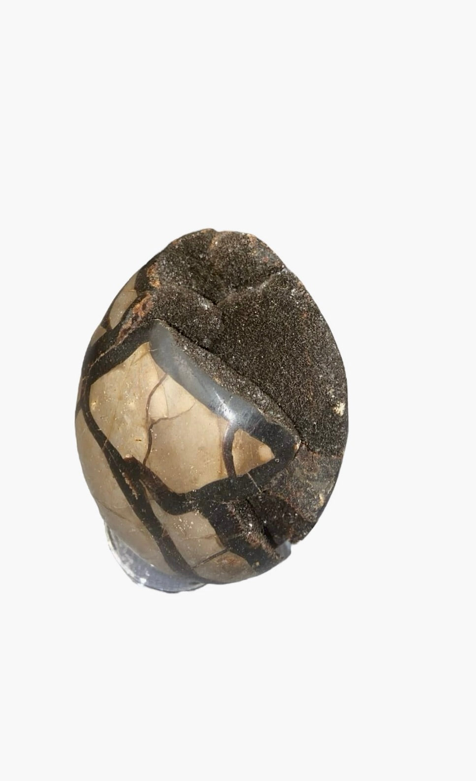 OEUF SEPTARIA 0,80 KG
