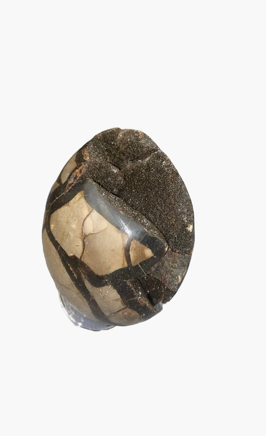 OEUF SEPTARIA 0,80 KG