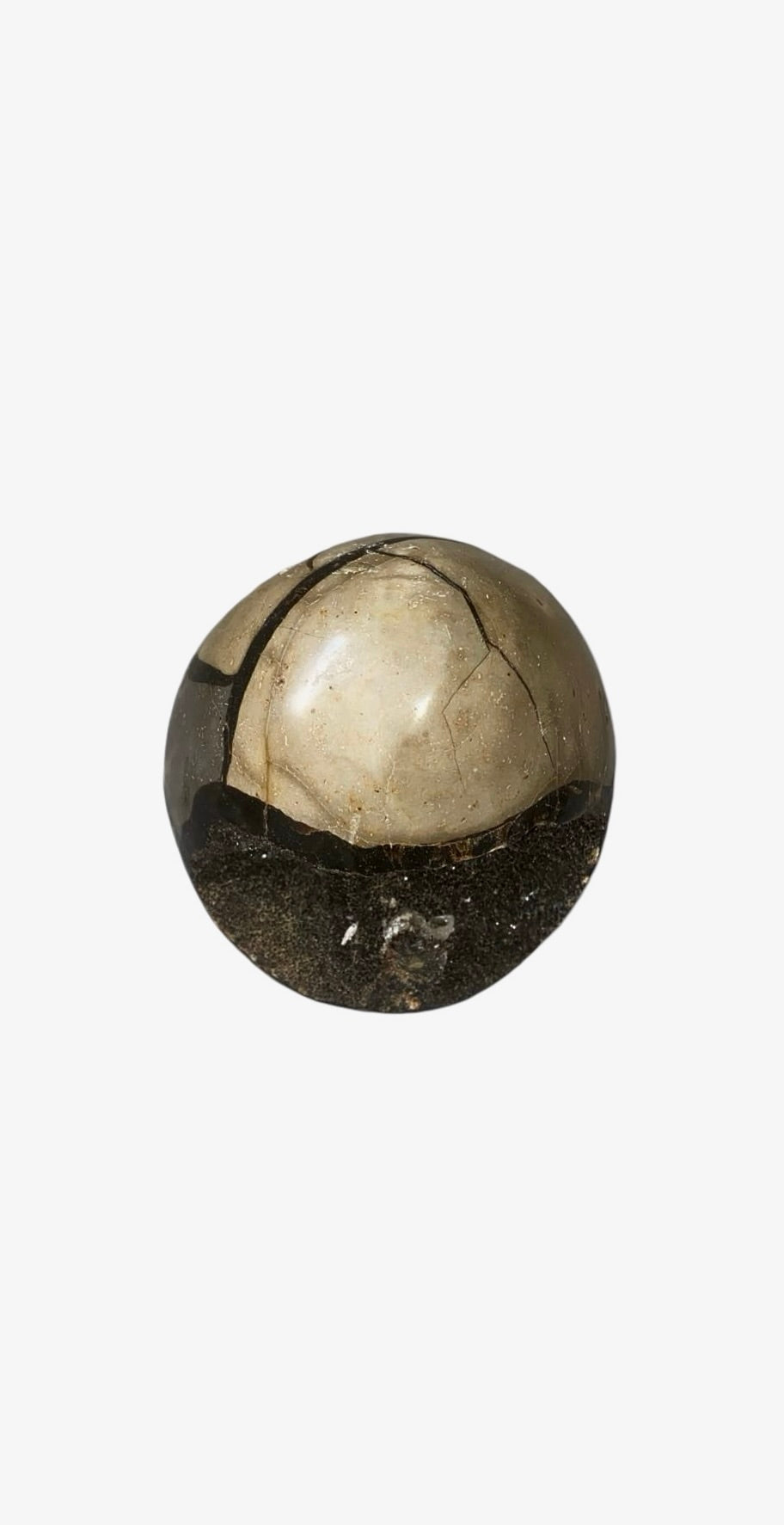 OEUF SEPTARIA 0,80 KG