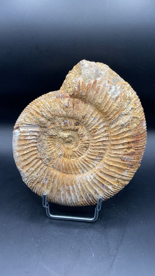 AMMONITE BRUT