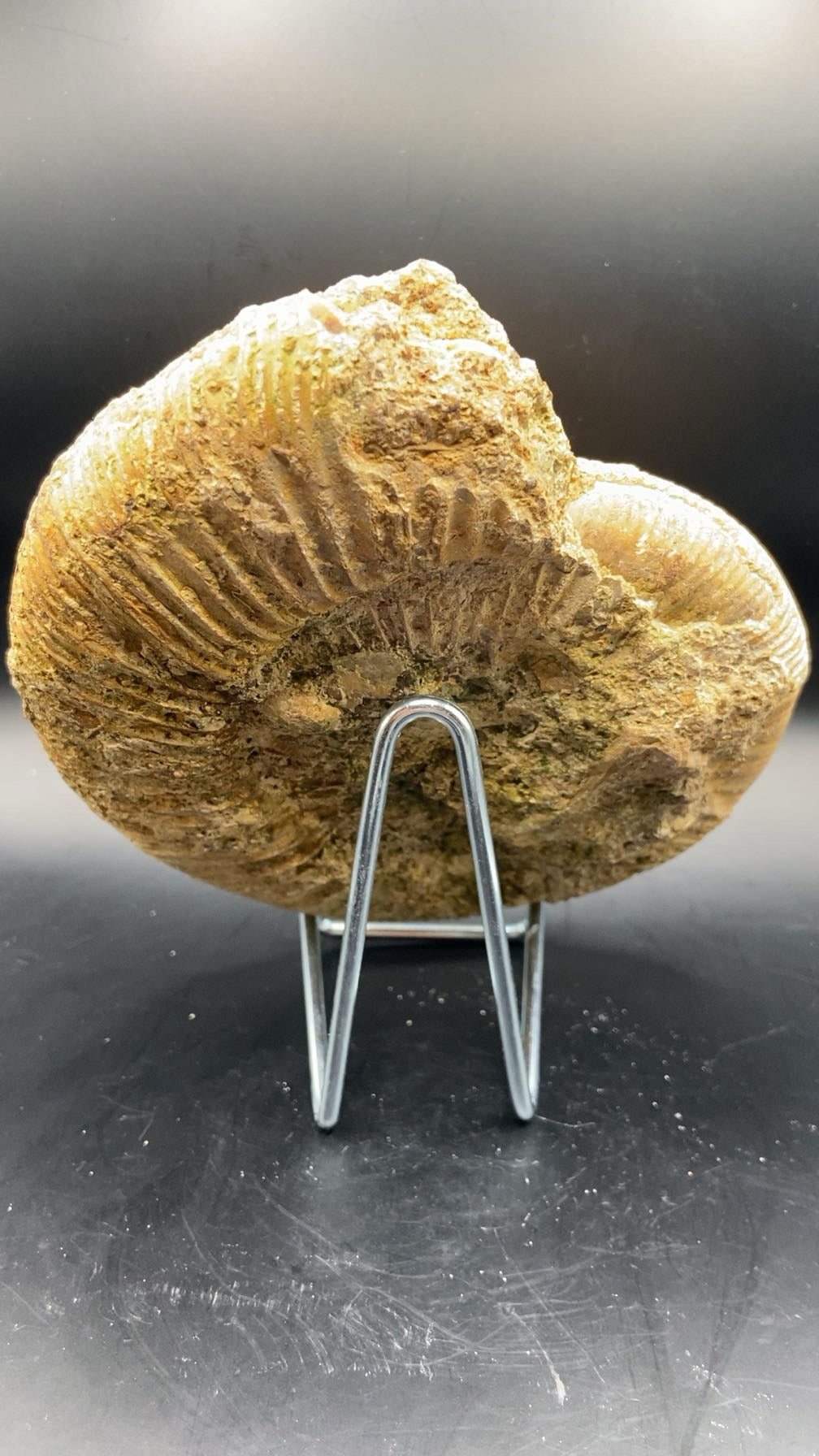 AMMONITE BRUT