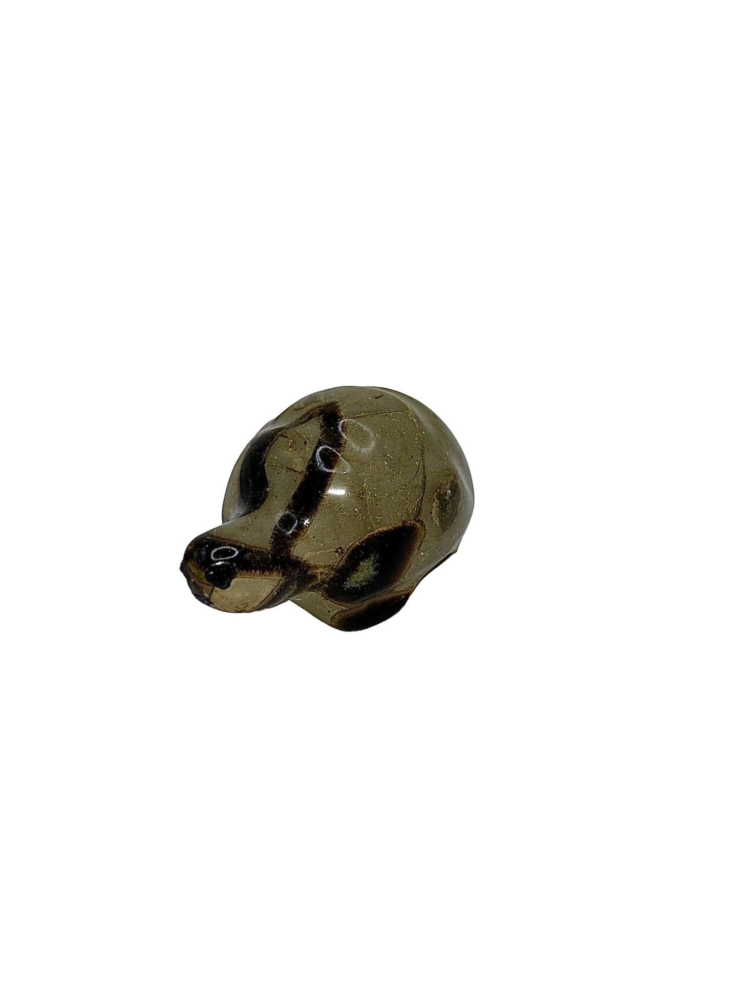TORTUE SEPTARIA (au kilo)