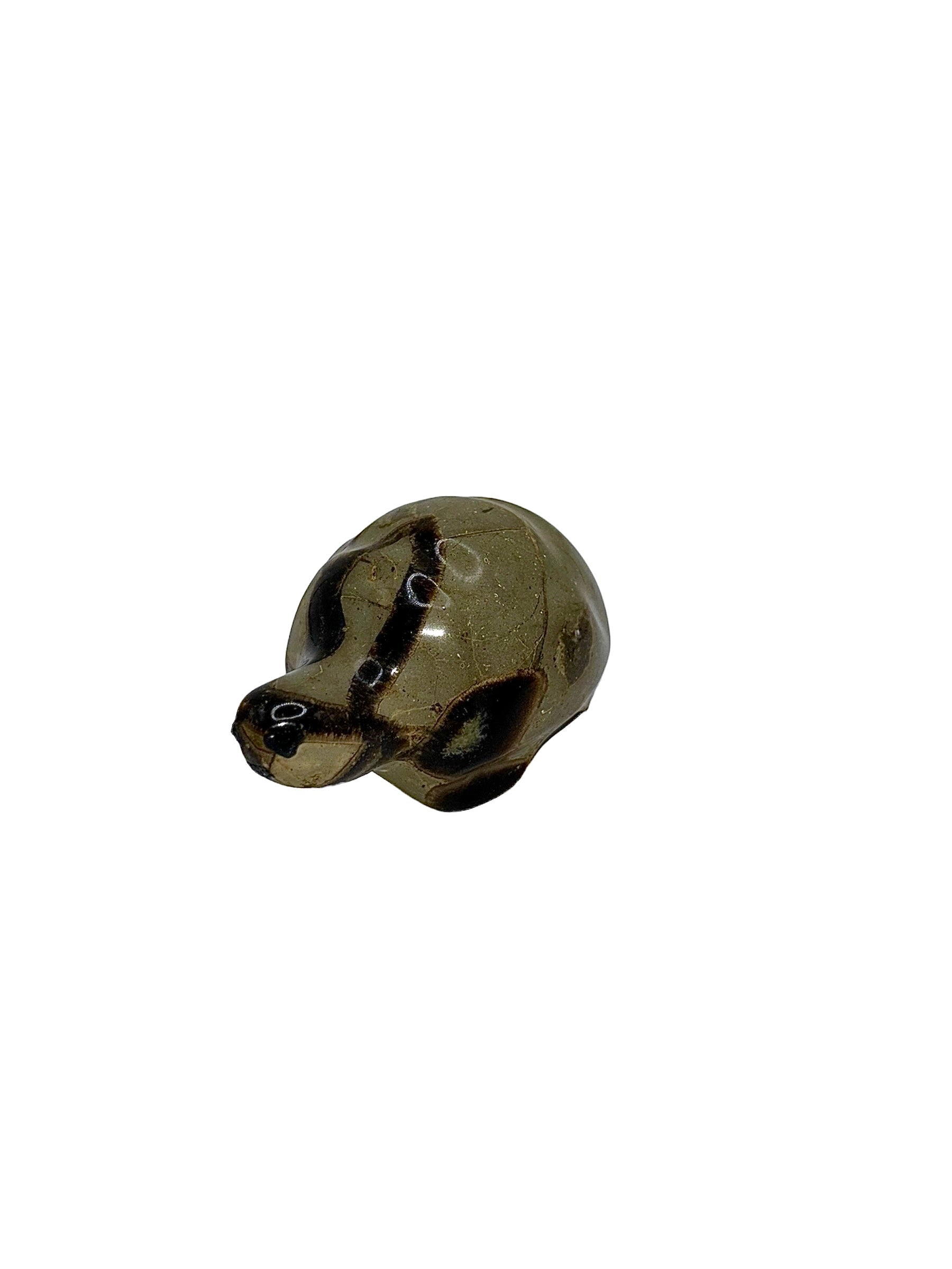 TORTUE SEPTARIA (au kilo)