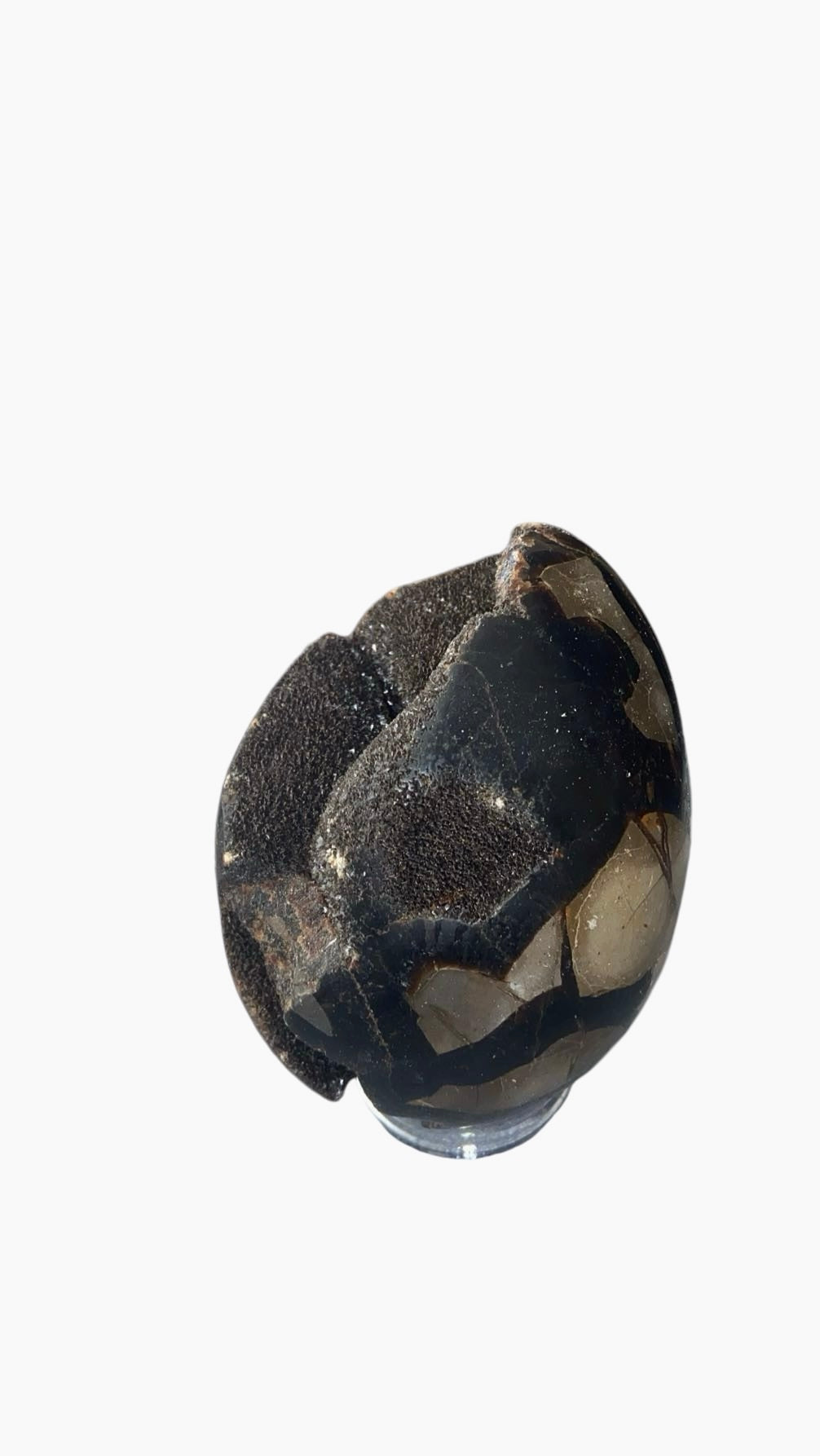 OEUF SEPTARIA 0,80 KG