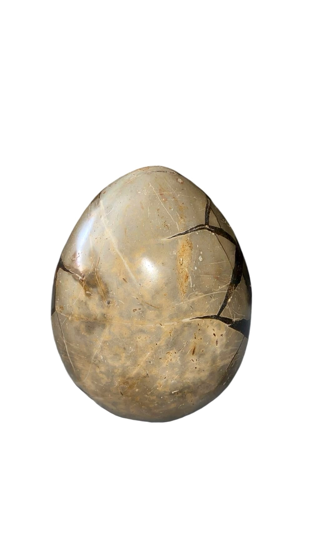 OEUF SEPTARIA 1,20 KG