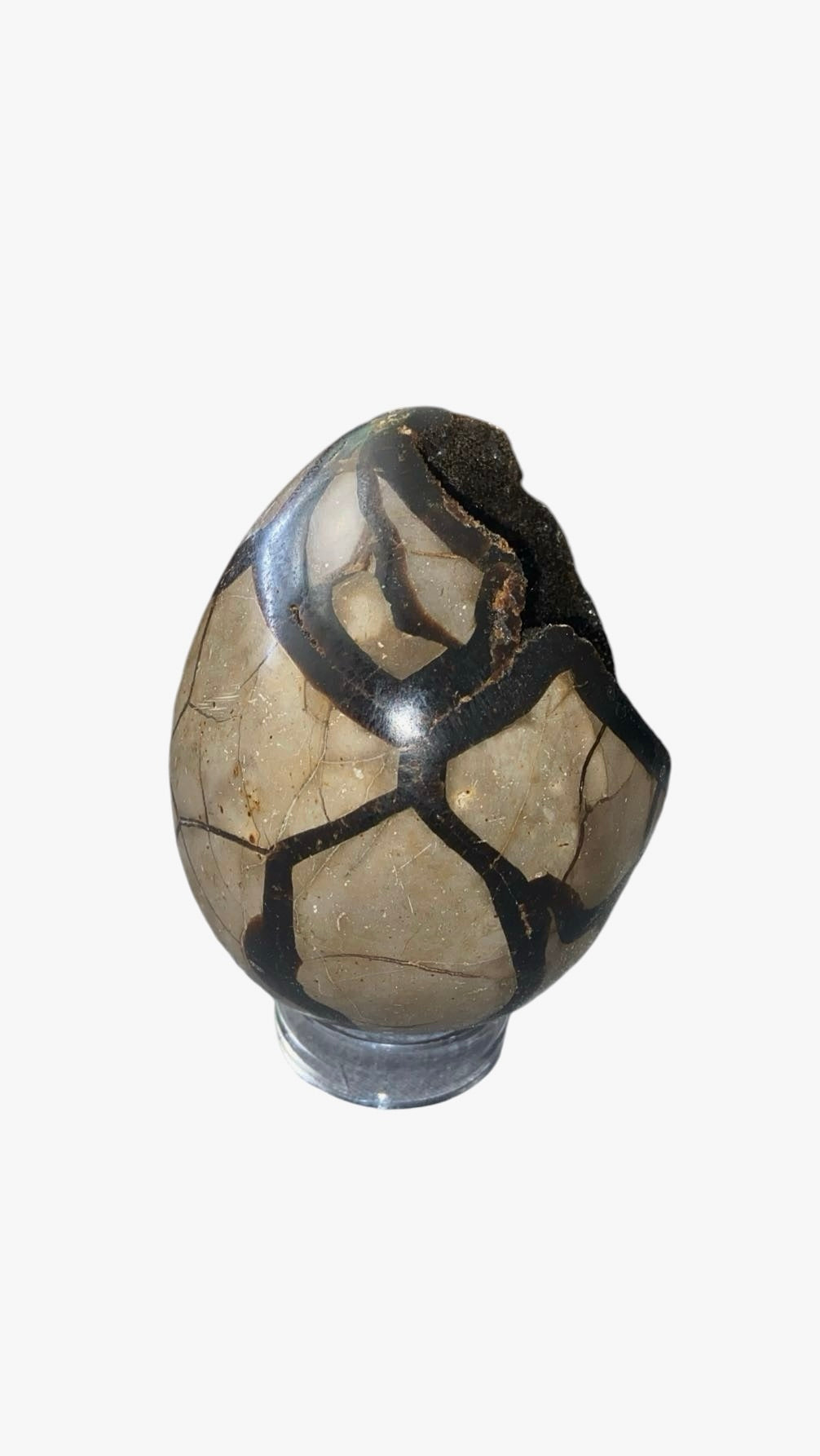OEUF SEPTARIA 0,80 KG