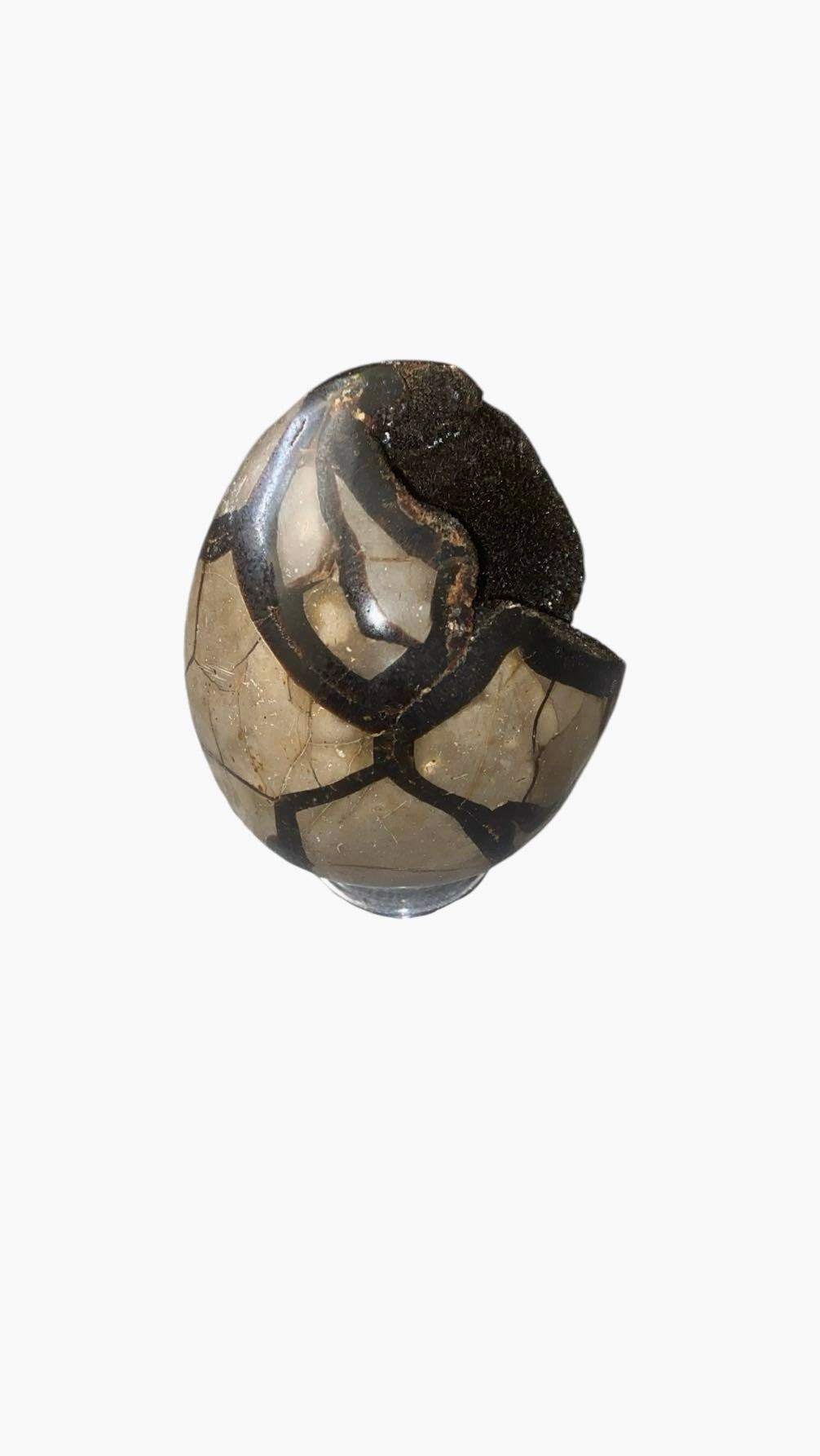 OEUF SEPTARIA 0,80 KG
