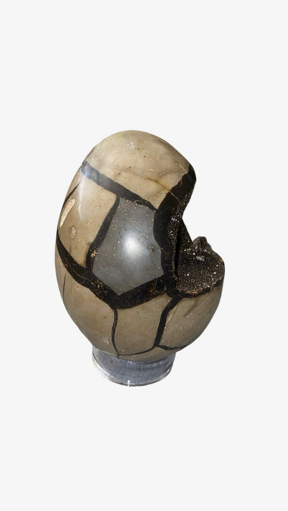 OEUF SEPTARIA 0,80 KG